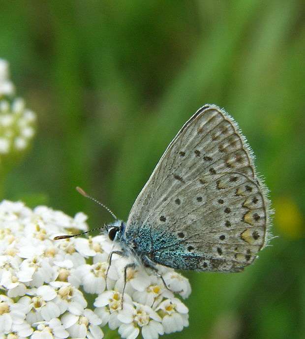 modráčik obyčajný Polyommatus icarus