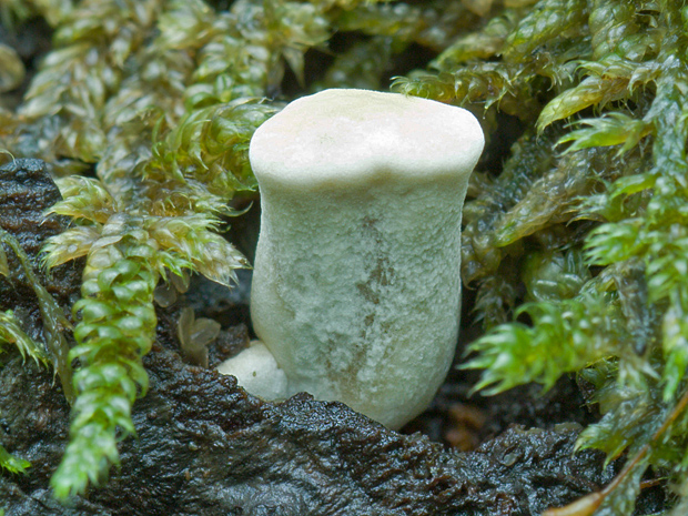 trúdnik Polyporus sp.