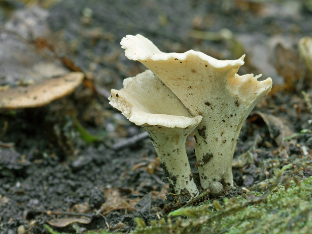 trúdnik Polyporus sp.