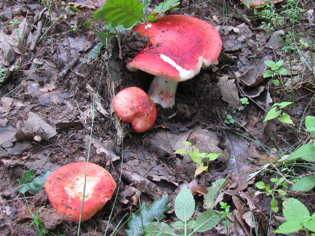 plávka jahodovočervená Russula paludosa Britzelm.