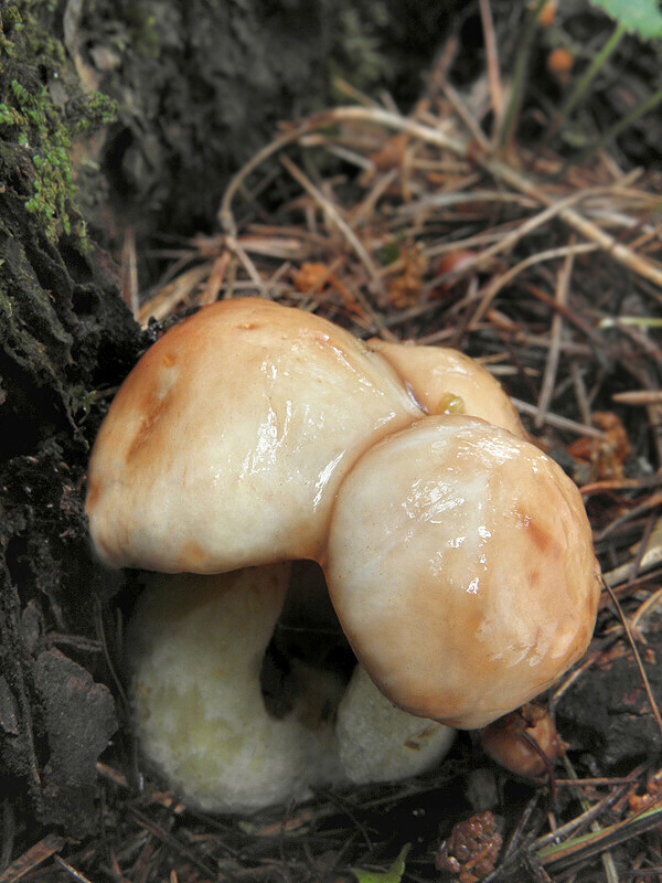 masliak zrnitý Suillus granulatus (L.) Roussel