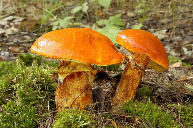 masliak smrekovcový Suillus grevillei (Klotzsch) Singer