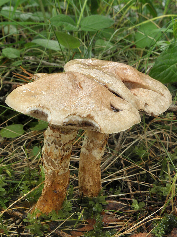 masliak lepkavý Suillus viscidus (L.) Roussel