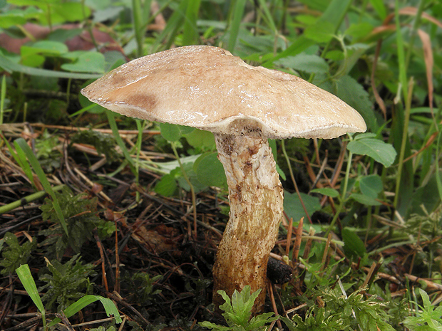 masliak lepkavý Suillus viscidus (L.) Roussel