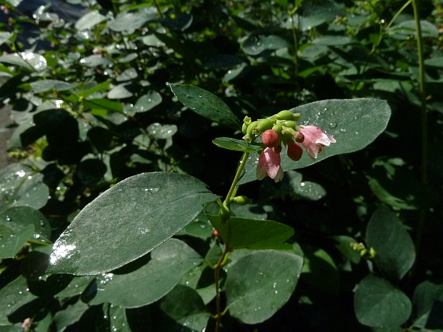 imelovník biely Symphoricarpos albus (L.) S. F. Blake