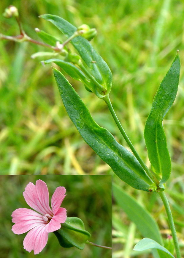 kraviarka ihlanovitá Vaccaria hispanica (Mill.) Rauschert