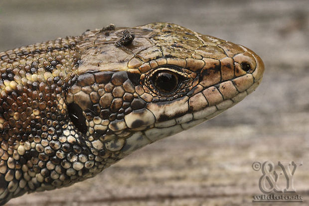 jašterica živorodá Zootoca vivipara