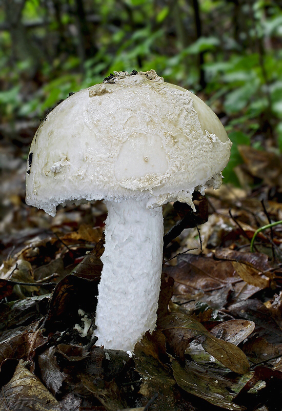 muchotrávka šiškovitá Amanita strobiliformis Gonn. & Rabenh.