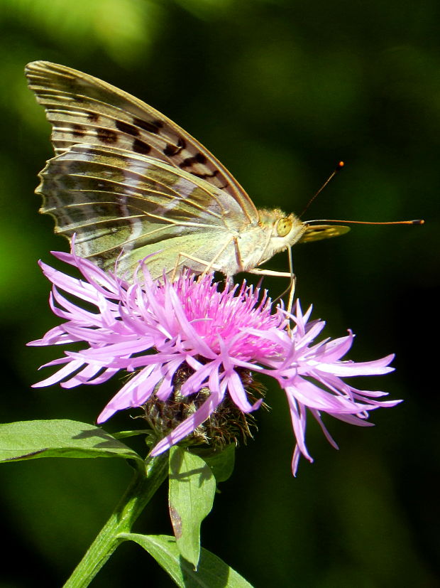 perlovec striebristopásavý Argynnis paphia f. valesina, Esper, 1798