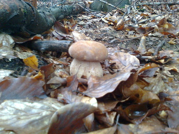 hríb dubový Boletus reticulatus Schaeff.