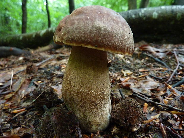 hríb dubový Boletus reticulatus Schaeff.