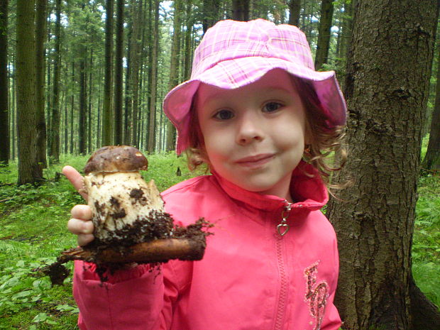 hríb dubový Boletus reticulatus Schaeff.