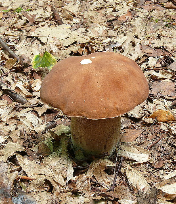 hríb dubový Boletus reticulatus Schaeff.