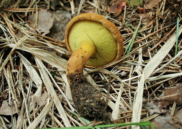 žltavec drevový Buchwaldoboletus lignicola (Kallenb.) Pilát