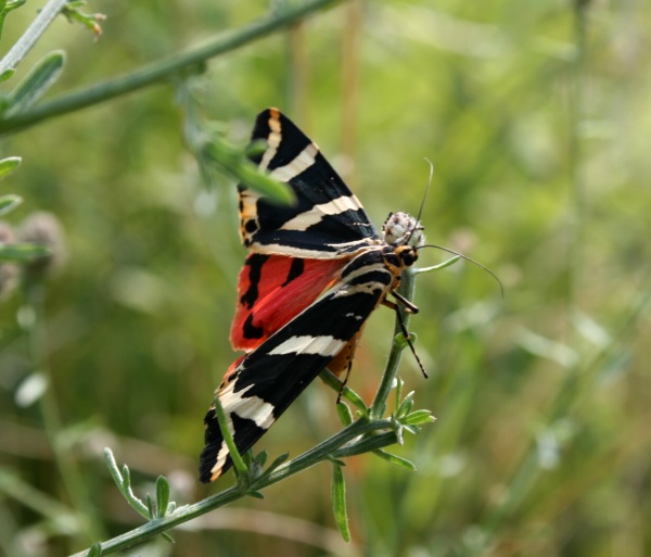 spriadač kostihojový Callimorpha quadripunctaria