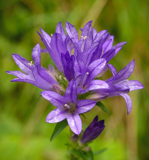 zvonček klbkatý pravý Campanula glomerata subsp. glomerata L.