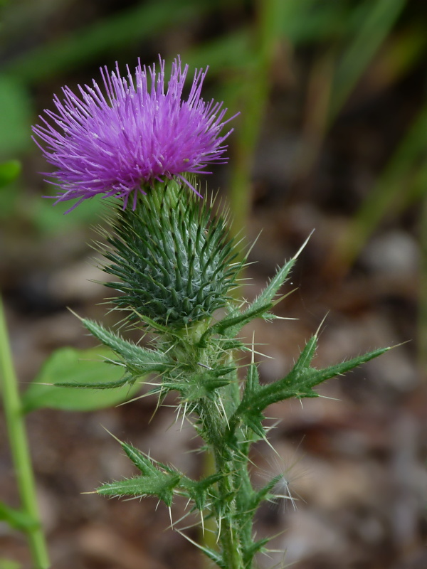 pichliač obyčajný Cirsium vulgare (Savi) Ten.