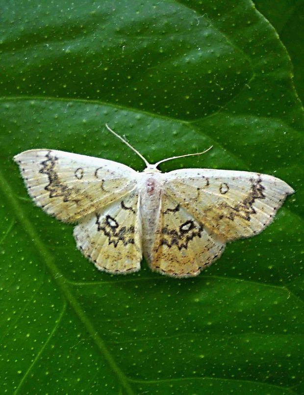 piadica javorová Cyclophora annularia