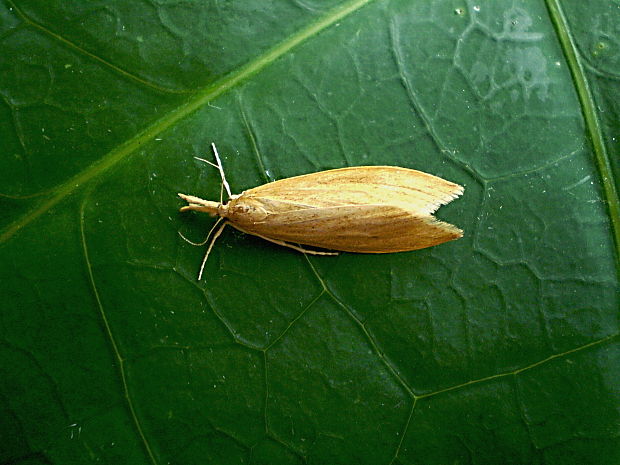 trávovec steblovkový ♀ Donacaula forficella