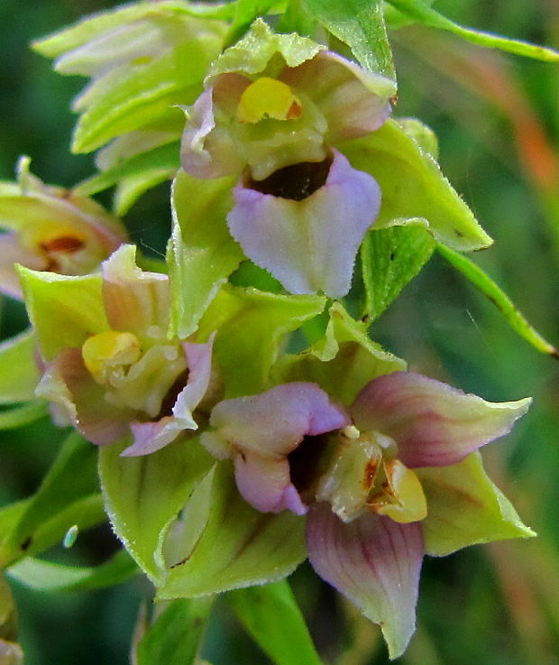 kruštík Epipactis sp.