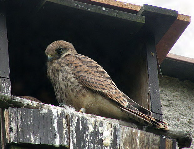 poštolka obecná Falco tinnunculus