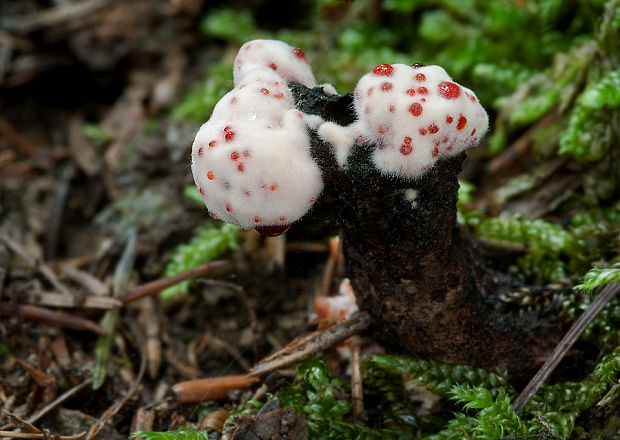 jelenkovka pálčivá Hydnellum peckii Banker