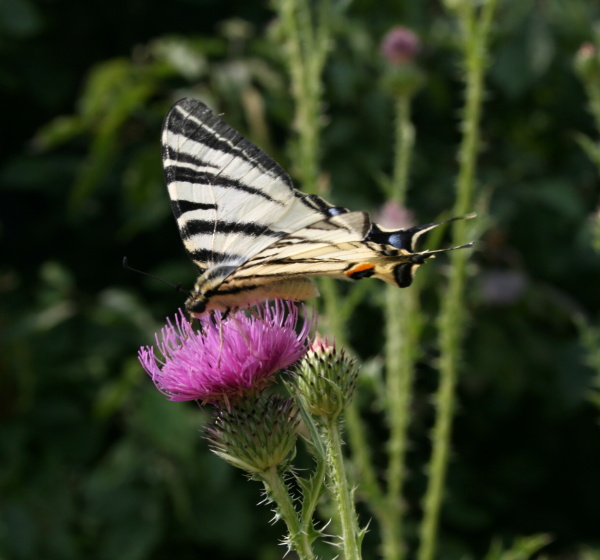 vidlochvost ovocný Iphiclides podalirius