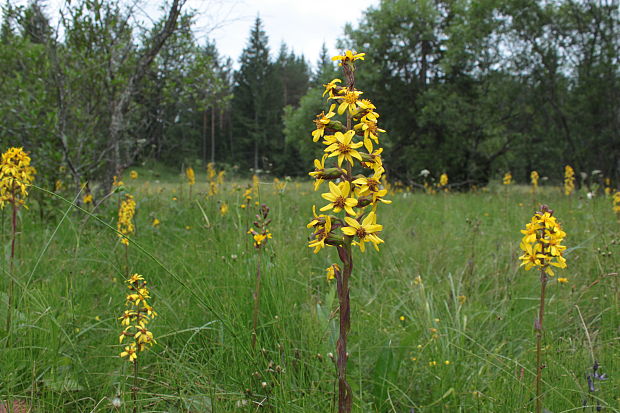 jazyčník sibírsky Ligularia sibirica (L.) Cass.