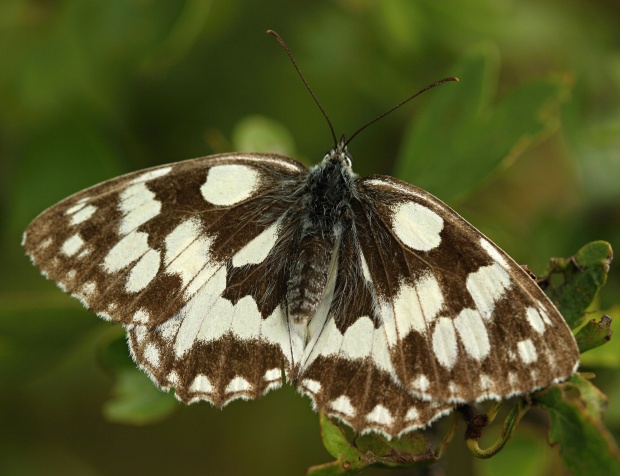 očkáň timotejkový Melanargia galathea