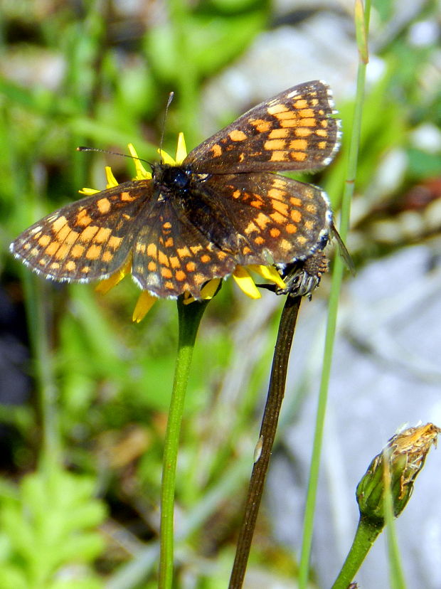 hnedáčik skorocelový Melitaea athalia