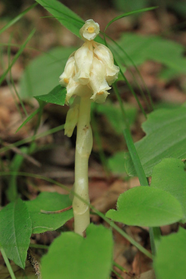 hniliak smrekový Monotropa hypopitys L.