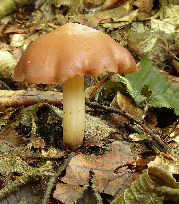 štítovka jelenia Pluteus cervinus (Schaeff.) P. Kumm.