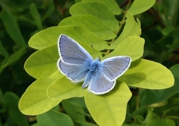 modráčik obyčajný   Polyommatus icarus