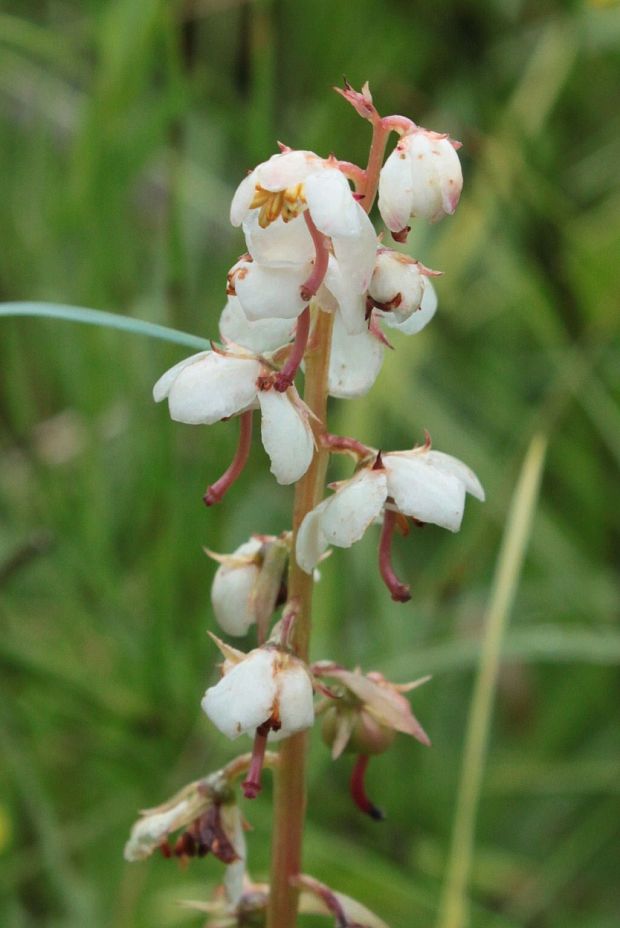 hruštička okrúhlolistá Pyrola rotundifolia L.