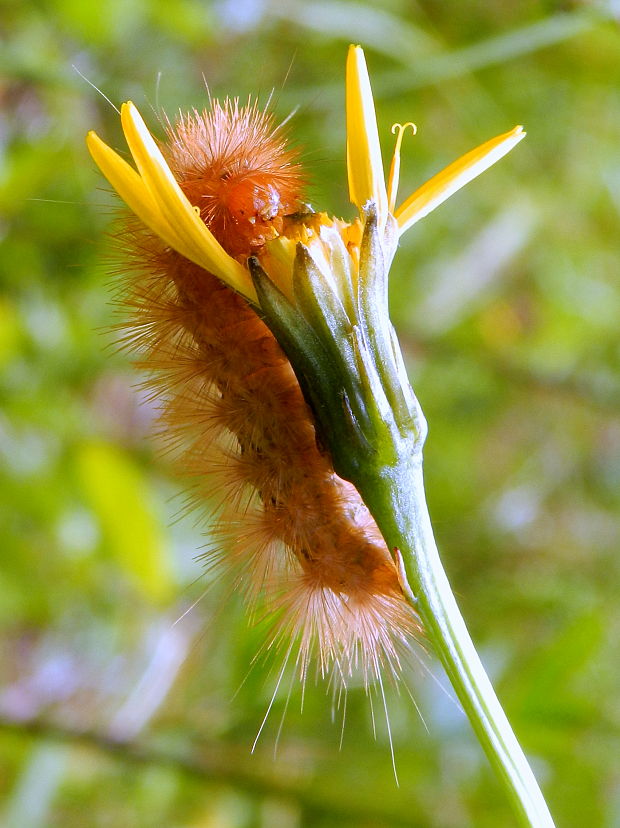 spriadač bazový - húsenica Spilosoma lutea