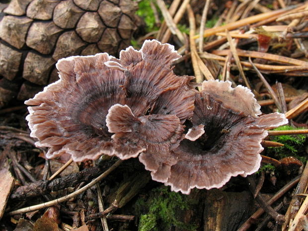 plesňovka klinčekovitá Thelephora caryophyllea (Schaeff.) Pers.