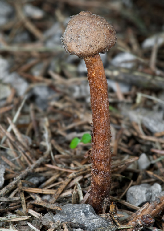 stopkovec hladkovýtrusný Tulostoma fulvellum Bres.