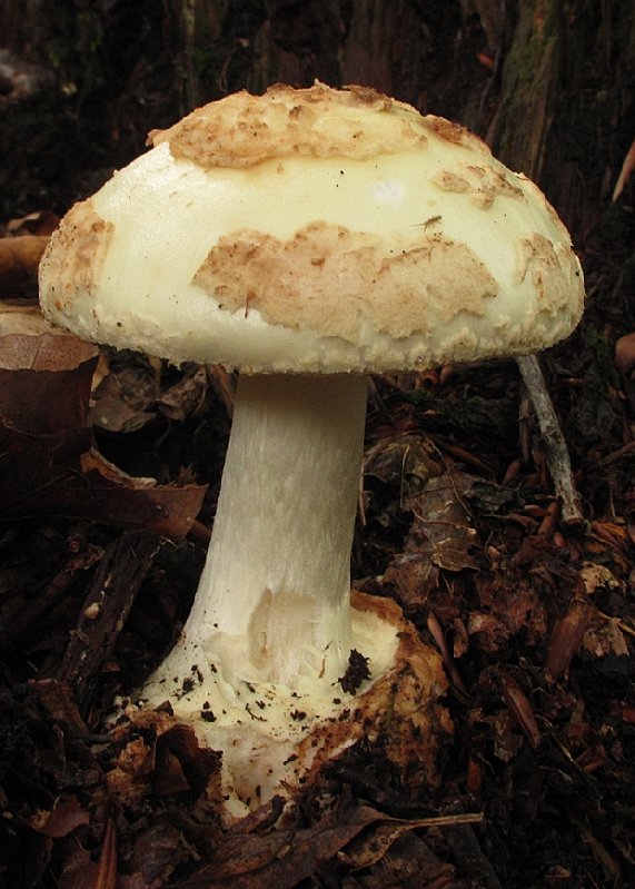 muchotrávka citrónovožltá Amanita citrina Pers.