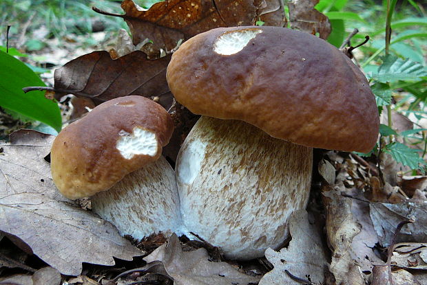 hríb smrekový Boletus edulis Bull.