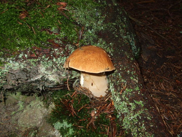 hríb smrekový Boletus edulis Bull.