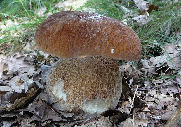 hríb dubový Boletus reticulatus Schaeff.