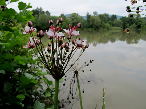 okrasa okolíkatá Butomus umbellatus L.