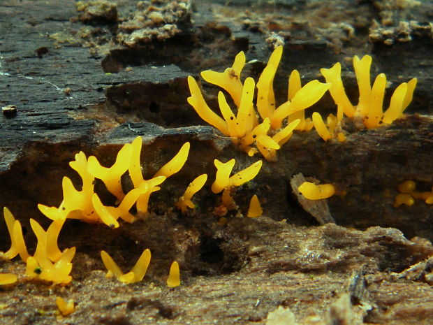 parôžkovec malý Calocera cornea (Fr.) Loud.