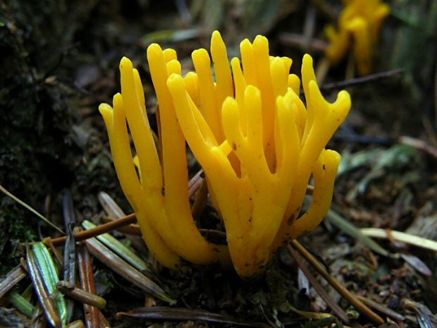 parôžkovec lepkavý Calocera viscosa (Pers.) Fr.