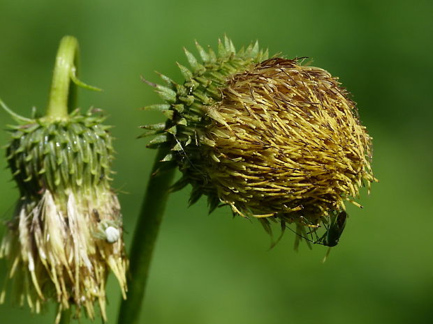 pichliač lepkavý Cirsium erisithales (Jacq.) Scop.