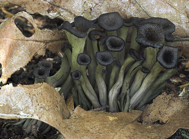 lievik trúbkovitý Craterellus cornucopioides (L.) Pers.