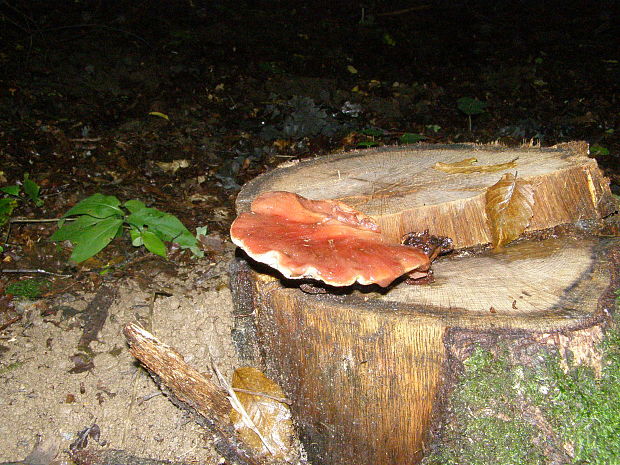 pečeňovec dubový Fistulina hepatica (Schaeff.) With.