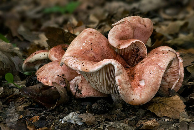 šťavnačka plávkovitá Hygrophorus russula (Schaeff.) Kauffman