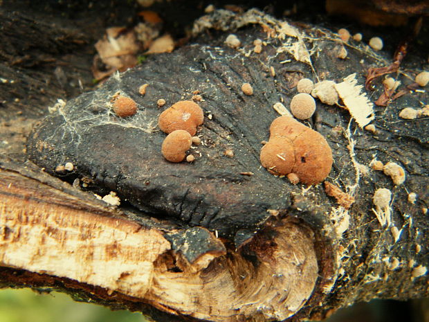 drevovček bukový Hypoxylon fragiforme (Pers.) J. Kickx f.