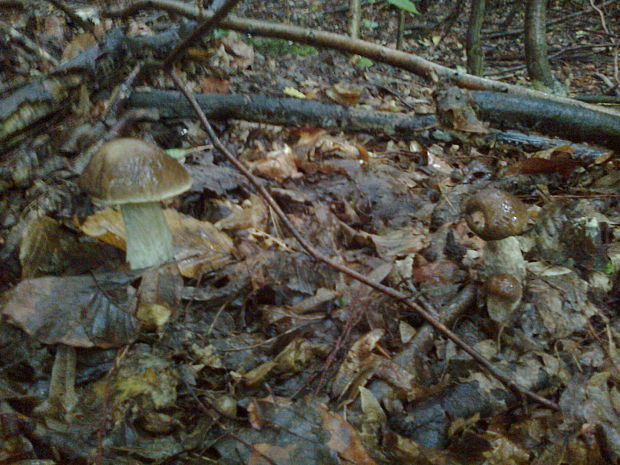 kozák hrabový Leccinum pseudoscabrum (Kallenb.) Šutara